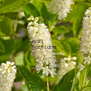 CLETHRA ALNIFOLIA