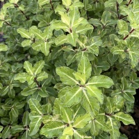 PITTOSPORUM GOLD STAR