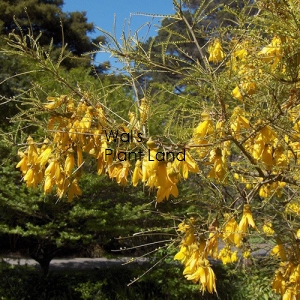 SOPHORA MICROPHYLLA KOWHAI