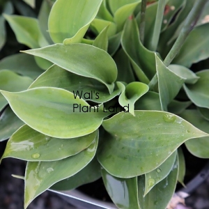 HOSTA FOREST SHADOWS