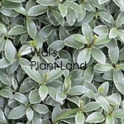 PITTOSPORUM TEN.SILVER BALL