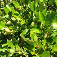 GRISELINIA BROADWAY MINT