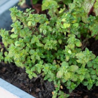 THYME LEMON HOME GARDEN