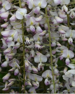 WISTERIA FLORIBUNDA LIPSTICK