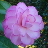 CAMELLIA DREAMBOAT