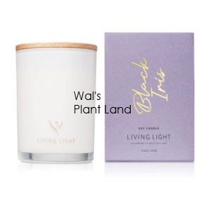 BLACK IRIS SOY CANDLE - LARGE LIVING LIGHT