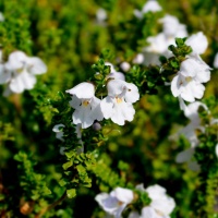 PROSTANTHERA CUNEATA