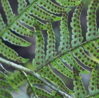 DRYOPTERIS VARIA