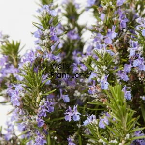 ROSEMARY TUSCAN BLUE HOME GARDEN