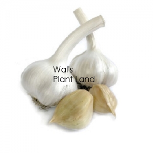 ELEPHANT GARLIC