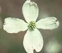 CORNUS CHEROKEE DAYBREAK