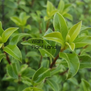 PITTOSPORUM TENUIFOLIUM WAI-ITI