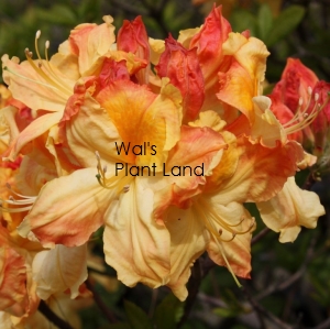 AZALEA BANANA BEAUTY-DECIDUOUS