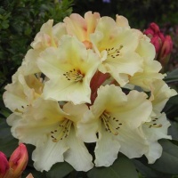 RHODODENDRON OLIN O DOBBS