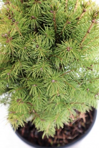 PICEA GLAUCA CONICA