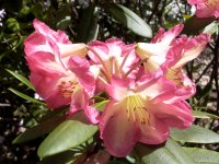 RHODODENDRON RING OF FIRE