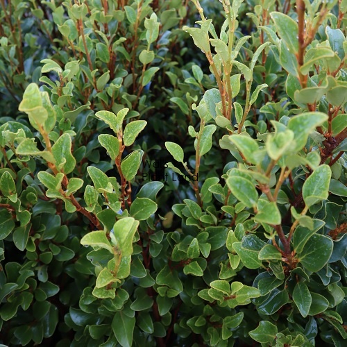 GRISELINIA littoralis COBB [GRILITCOB2L] - $18.99 : Wals Plant Land ...