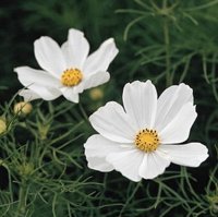 COSMOS SENSATION WHITE