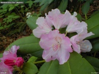 RHODODENDRON OLIN O DOBBS