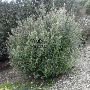 COROKIA GEENTYS GREEN