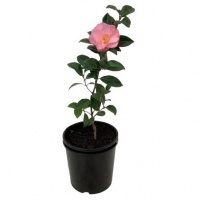 CAMELLIA NICKY CRISP