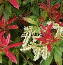 PIERIS WAKEHURST