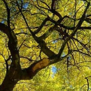 FRAXINUS EXCELSIOR AUREA PENDULA