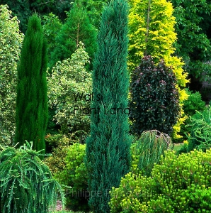 CUPRESSUS SEMP. TOTEM BLUE