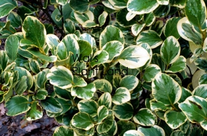 GRISELINIA LITTORALIS VARIEGATA