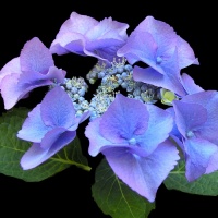 HYDRANGEA NIGHTINGALE