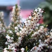 ERICA DARLEYENSIS WHITE