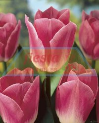 TULIP DYNASTY