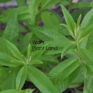 LEMON VERBENA