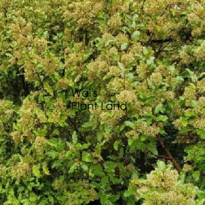 OLEARIA PANICULATA KAIKOURA