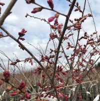 PRUNUS JIMS DELIGHT 1.2M STD