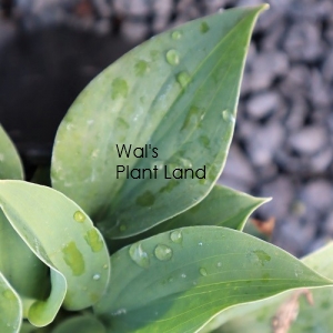 HOSTA BLUE LADY