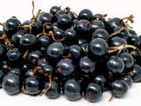 RIBES BLACKCURRANT