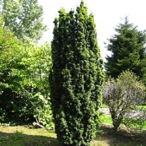 TAXUS BACCATA FASTIGATA