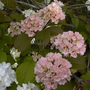 VIBURNUM PLICATUM ROSEACE