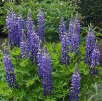 BLUE LUPIN 500G