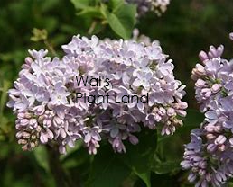 SYRINGA CLARKS GIANT