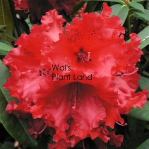 RHODODENDRON TAURUS