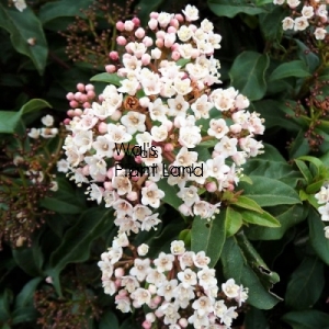 VIBURNUM EMERALD BEAUTY EX FIELD