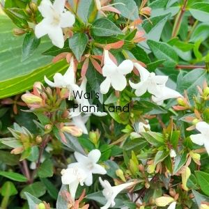 ABELIA GRANDIFLORA SNOW SHOWERS