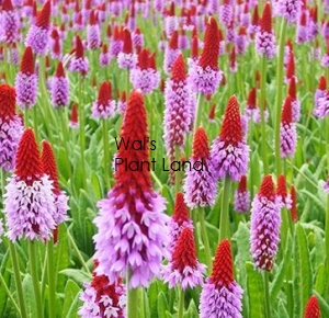 PRIMULA VIALLI MIRACLE - RED HOT POKER