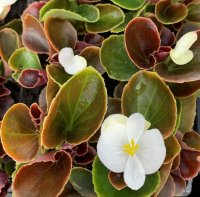 BEGONIA HAVANA BRONZE WHITE