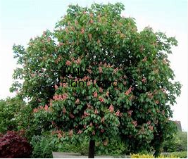 AESCULUS CARNEA BRIOTII (RED HORSE CHESTNUT)