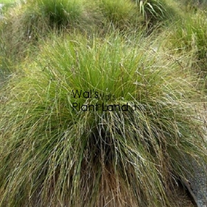 CAREX SECTA