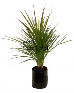 CORDYLINE AUSTRALIS