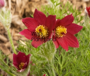 PULSATILLA RED BELLS